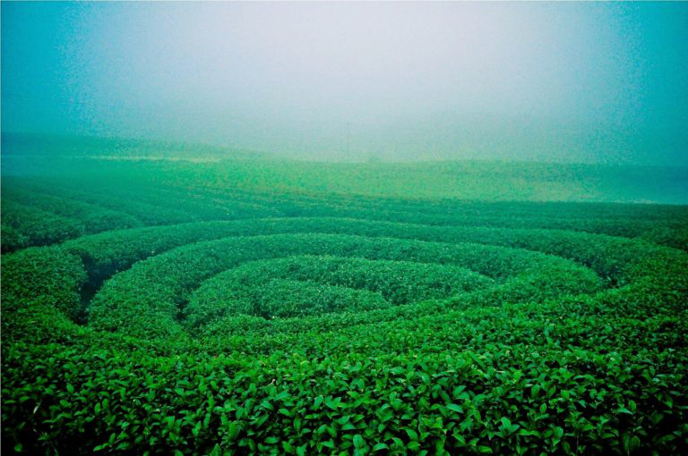Tour mai châu - mộc châu 2 ngày 1 đêm